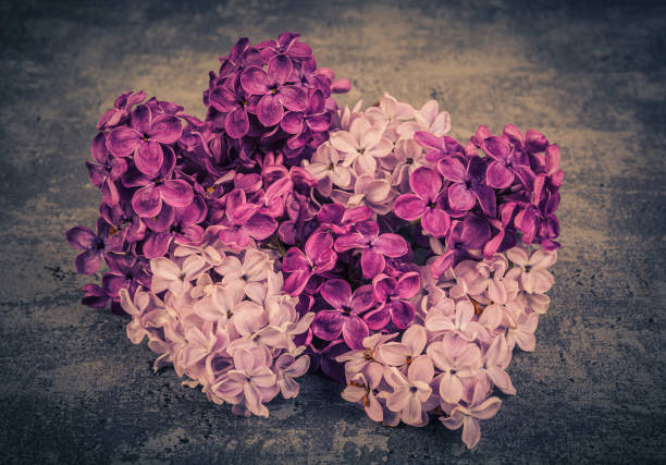 Blooming lilac flower.