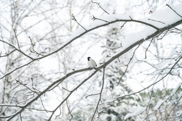 istock Bullfinch in winter forest 2147509059