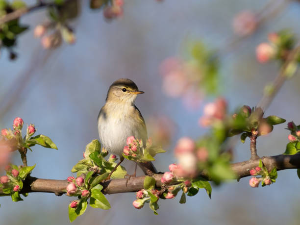 istock Willow warbler, Phylloscopus trochilus. Spring, a bird sits on the branch of a blossoming tree 2147510068