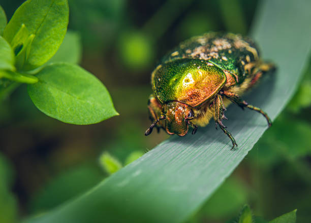 the common beetle (cetonia aurata) is a species of beetle from the family cetoniaceae and the subfamily cetonia aurata. - chrabąszcze zdjęcia i obrazy z banku zdjęć