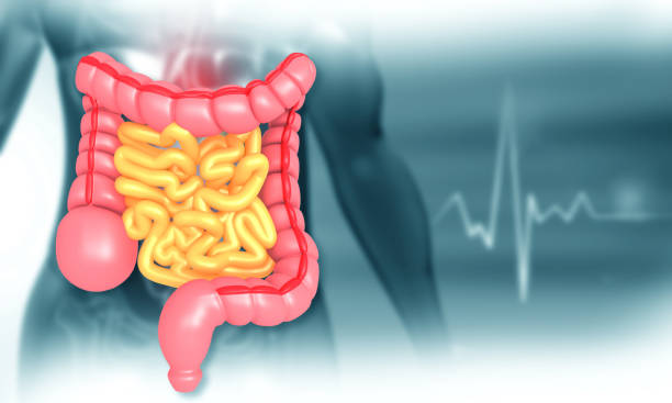 istock Anatomy of human colon 2147510982