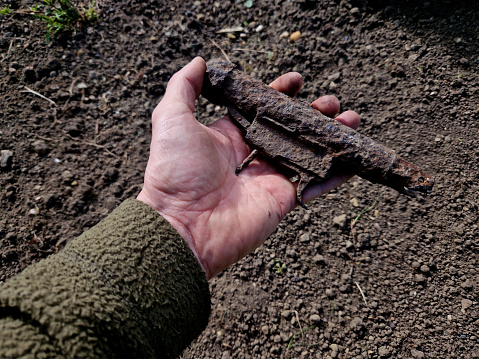 pyrotechnic cleaning of former shooting ranges and battlefields. detectors reveal lots of metal fragments and bullets, mortar shells in the soil near residential areas. man holding rusty wartime piece