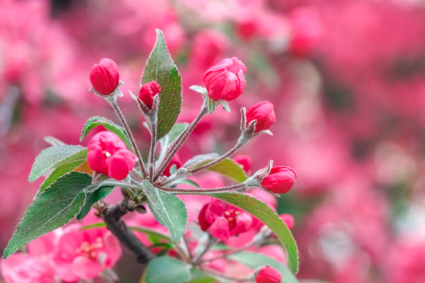 istock Spring nature photo, pink blossoms on the tree branches, selective focus 2147513086