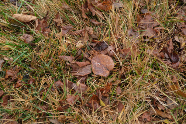 istock Dry leaves fall on the dry grass. 2147513116