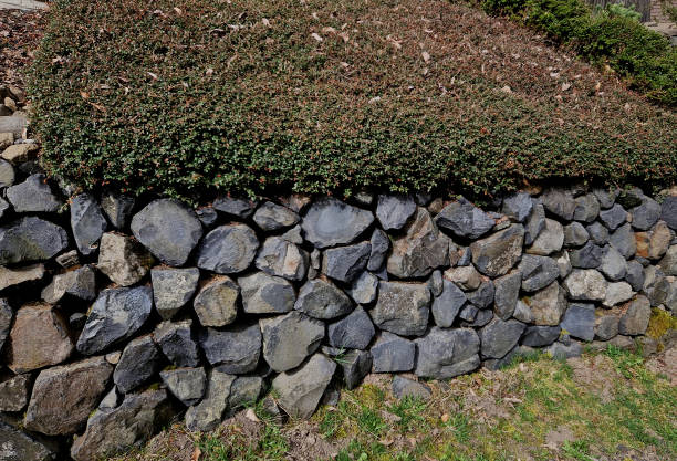 the dry wall serves as a terrace terrace for the garden, where it holds a mass of soil. the wall is slightly curved, which helps it to stabilize better. planting perennials and rock gardens, procumbens the dry wall serves as a terrace terrace for the garden, where it holds a mass of soil. the wall is slightly curved, which helps it to stabilize better. planting perennials and rock gardens,  dammeri, cotoneaster, irregular, horizontalis juniperus procumbens stock pictures, royalty-free photos & images