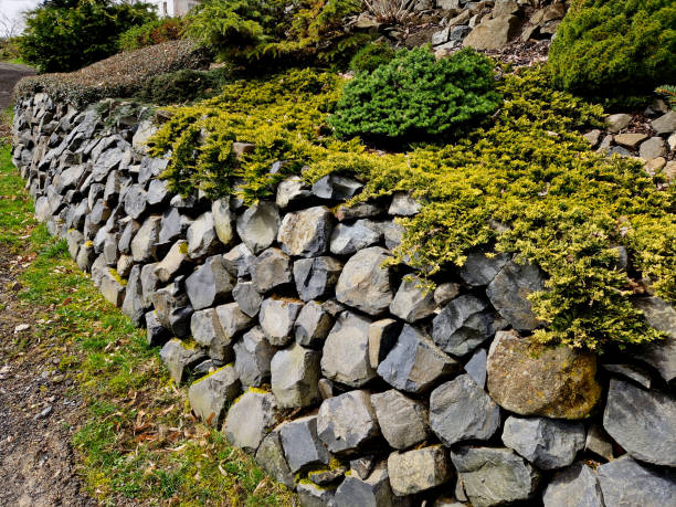 the dry wall serves as a terrace terrace for the garden, where it holds a mass of soil. the wall is slightly curved, which helps it to stabilize better. planting perennials and rock gardens, procumbens the dry wall serves as a terrace terrace for the garden, where it holds a mass of soil. the wall is slightly curved, which helps it to stabilize better. planting perennials and rock gardens,  dammeri, cotoneaster, irregular, horizontalis juniperus procumbens stock pictures, royalty-free photos & images