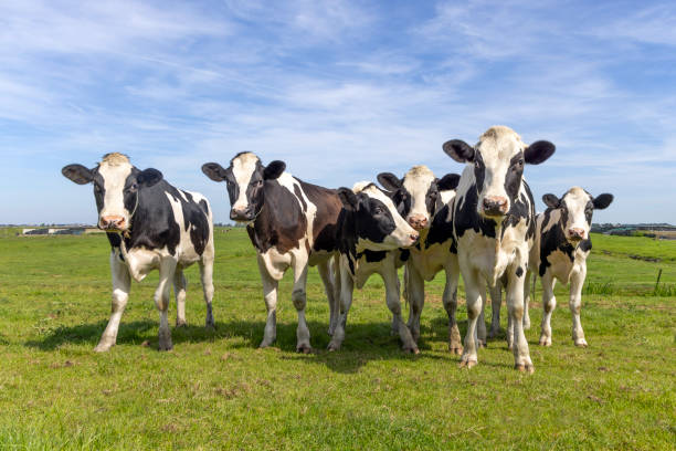 istock Happy cows in a field together, black and white,  a blue sky 2147513405