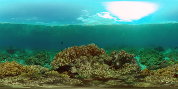 istock Coral reef and tropical fish underwater. Philippines. 360-Degree view. 2147513422
