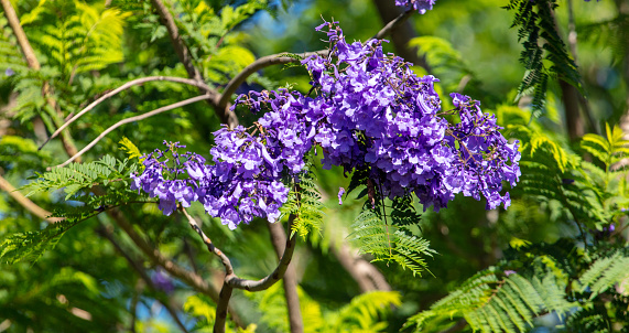 Blue jacaranda flowers on tree branches. Nature.