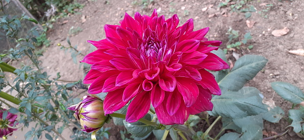 Dahlia is an Asteraceae family flowering plant. Native place of this Flower is Mexico And Central America. This also national flower of Mexico.