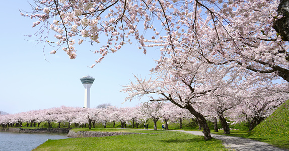 Panoramic Scenic view of Goryokaku Tower with Cherry blossom blooming at Hakodate City, Hokkaido, Japan.