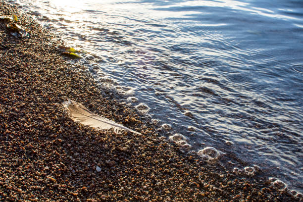 istock Closeup of feather on a beach at sunset. 2147515177