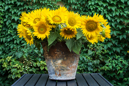 Old rusty bucket full of sunflowers