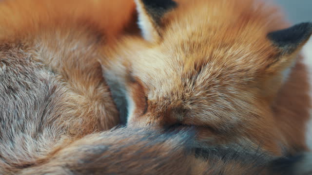 Red fox sleeping