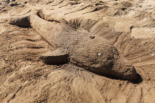 Dolphin made of sand on the beach.