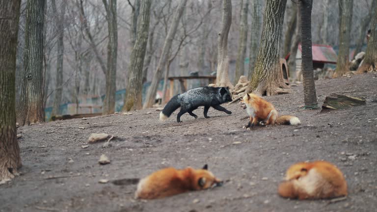 Red fox in the wood