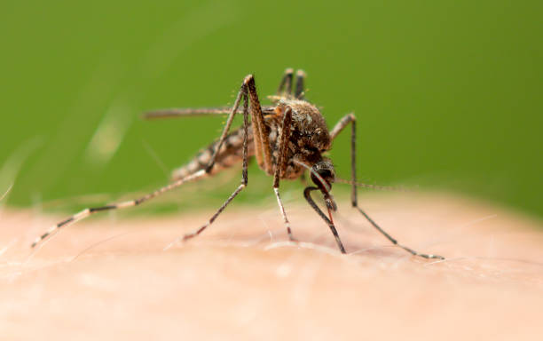 istock The mosquito sits on human skin and bites. 2147516652