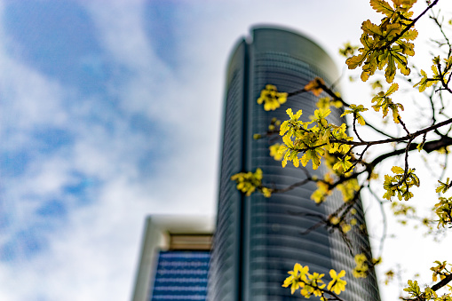 Madrid, Spain. Yellow flowers from a shrub against office skyscrapers in the financial district.
