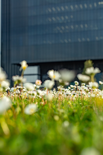 Madrid, Spain. Close-up of daisies in rooftop urban garden against the black facade of a skyscraper.