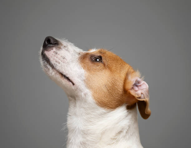 istock Young Jack Russell Terrier Dog portrait on grey background 2147516742