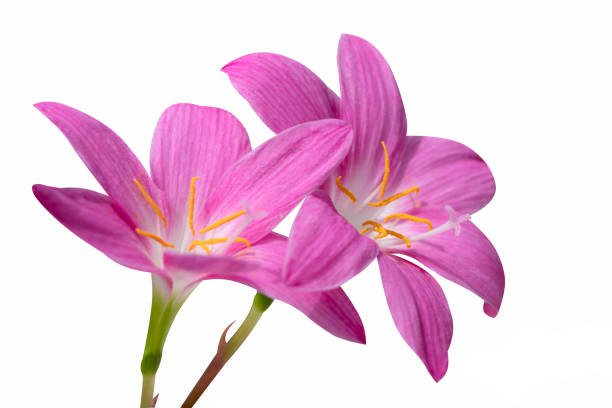 istock Isolated Fairy Lily blooming with soft petals 2147516810