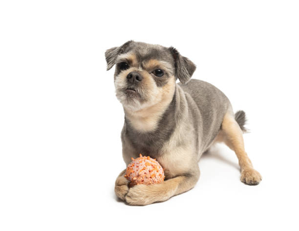 Young Small funny Mixed-Breed Dog playing with toy on white background. This file is cleaned and retouched.