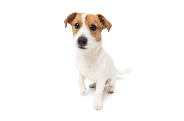 Young Jack Russell Terrier Dog sitting on white background. This file is cleaned and retouched.