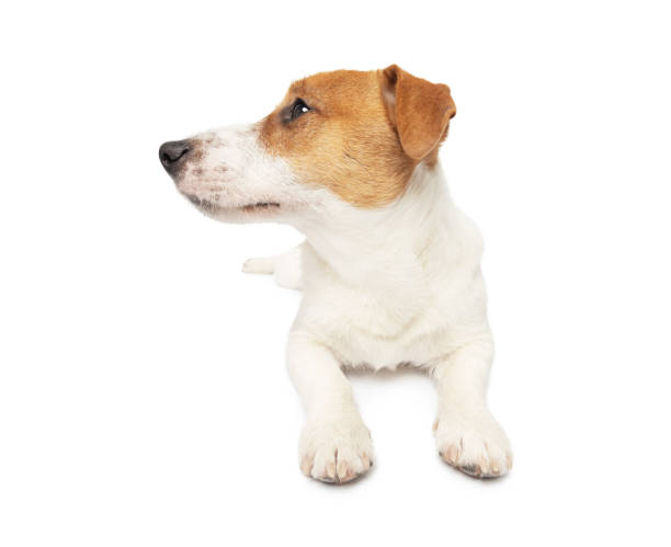 istock Young Jack Russell Terrier Dog lying on white background 2147517006