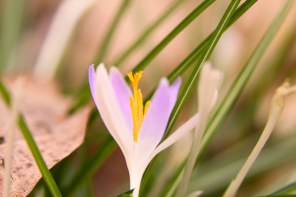 Snowdrops against background of grass.