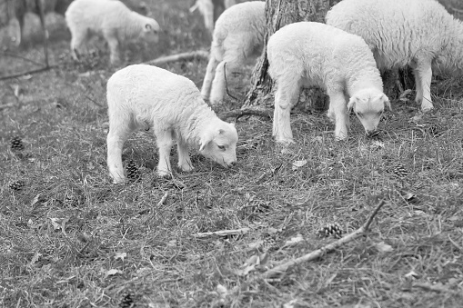 Easter lambs on a green meadow in black and white. White wool on a farm animal on a farm. Animal photo of a mammal