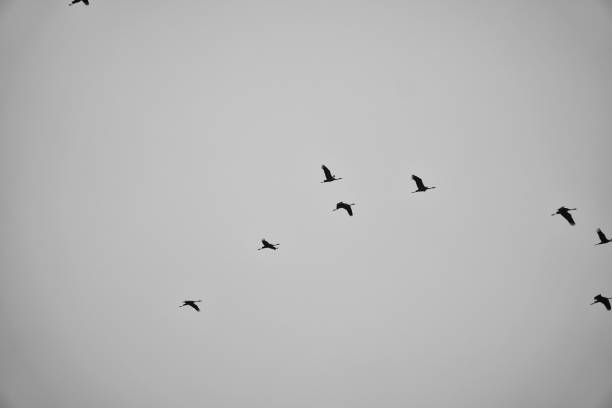 istock Cranes fly in V formation in the sky. Migratory birds on the Darss. black white 2147517129