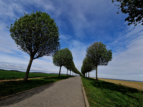 It occurs naturally in warmer locations, rather on limestone substrates. It is a relatively long-lived tree with high pollution resistance, therefore
It is often used in urban plantings.