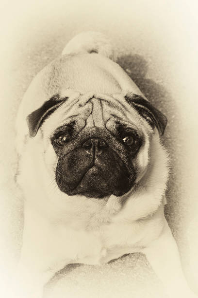 Cute pet dog pug breed jumping with happiness feeling so funny and making serious face. Purebred and smart dog isolated on white background. The friendly concept