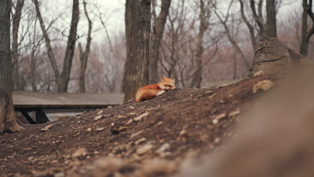 Red fox sleeping in the wood