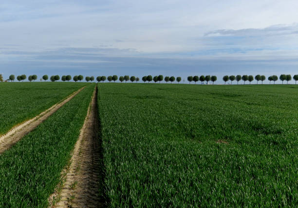 Beautiful view of single dead tree on green meadow with rural landscape