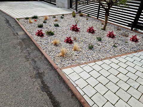 ornamental flower bed with perennial pine and gray granite boulders, mulched bark and pebbles in an urban setting near the parking lot shopping center. alopecuroides, santolina chamaecyparisus, heuchera americana, lavandula angustifolia