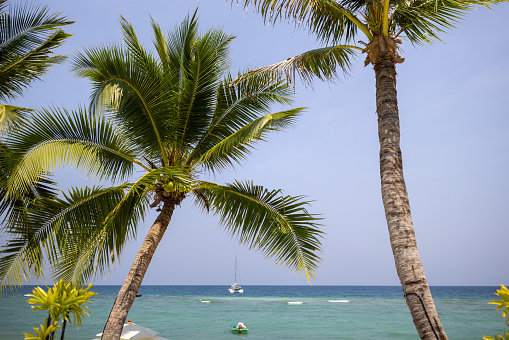 Palm trees overlooking tranquil sea at Ko Phangan Island, Thailand.