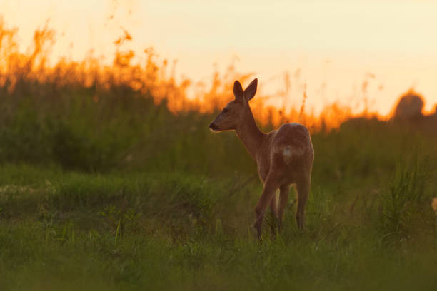 Cute Pere David's Deer