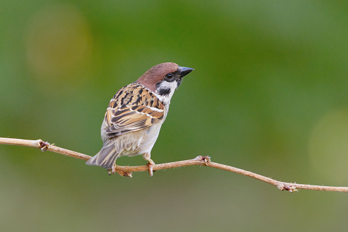 Eurasian tree sparrow (Passer montanus) sitting on a branch in the garden in summer.