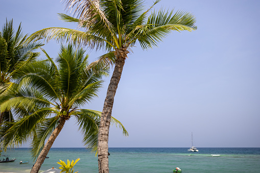 Palm trees overlooking tranquil sea at Ko Phangan Island, Thailand.