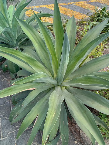 The Agave neglecta plant, thriving in an urban environment within Sapele Market, Delta State, Nigeria, representing the diverse vegetation of the region.