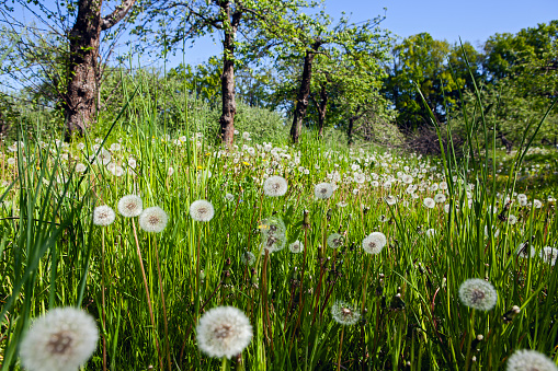 White old dandelions on the green meadow in spring