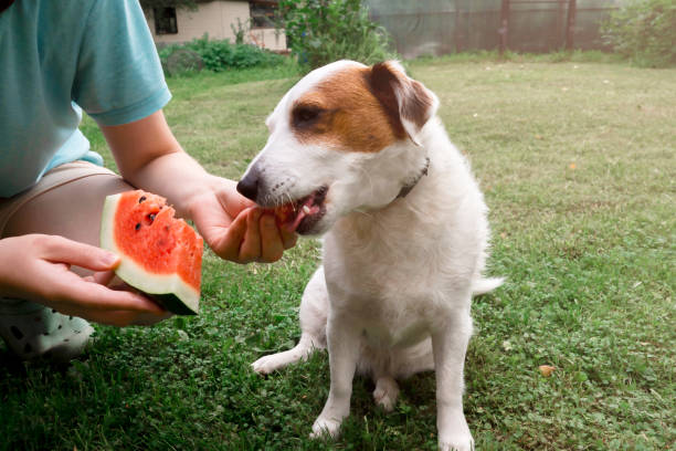 istock jack russell dog eats watermelon 2147521234
