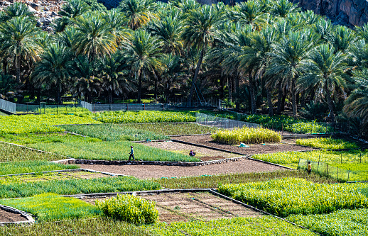 Self-sufficient labor-intensive farming in Oman. Traditional sustainable agriculture.