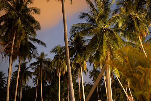 Serene beauty of tall palm trees, standing majestically against the backdrop of a warm, dusky sky.