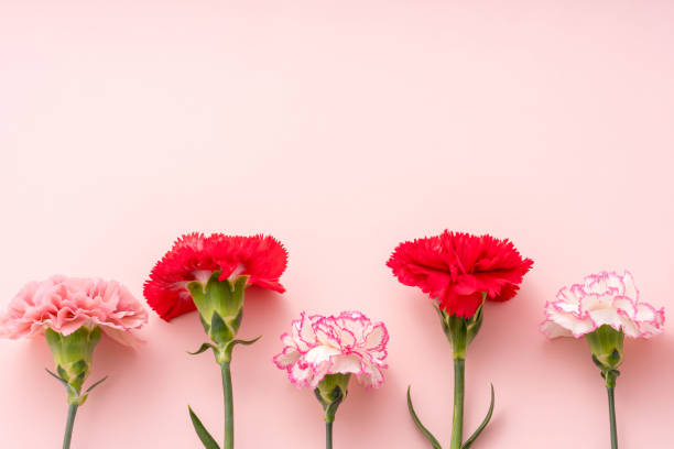 istock Flowers, carnations. Mother's Day image. 2147524088