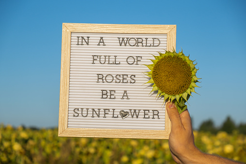 IN A WORLD FULL OF ROSES BE A SUNFLOWER text on white board next to sunflower field. Motivational caption inspirational quote. Be unique saying phrase humor concept. Sunny summer day