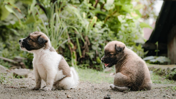 istock two cute puppies sitting on the ground 2147528221
