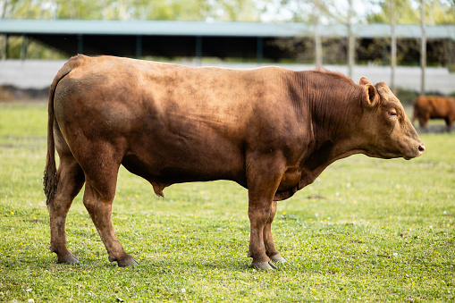 Brown cow standing on farmland and cowshed in background.