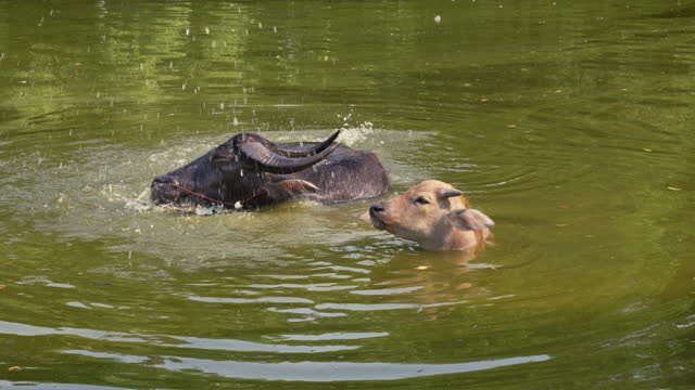 Black and pink baby buffaloes bathing in the river.